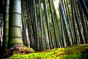 Bamboo Forest Desktop Background