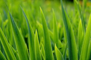 Grass Greens Plant Desktop Background