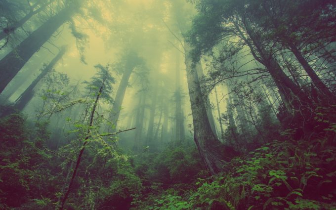 Nature Trees Mystic Atmosperic Fog