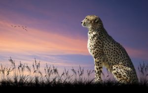 Cheetah Nature Sit Desktop Wallpapers