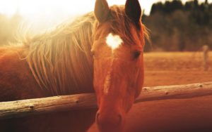 Horse Face Light Mane Desktop Wallpapers