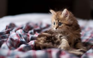 Kitten Fluffy Look Desktop Wallpapers