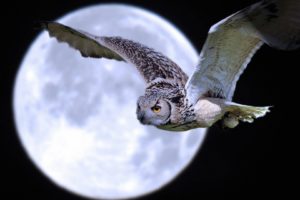 Owl Bird Predator Moon Flight Desktop Wallpapers