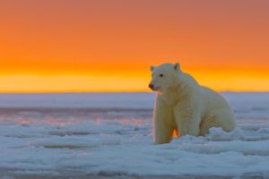 Polar Bear Alaska Snow Desktop Wallpapers