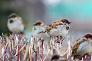 Sparrows Branch Birds Winter Desktop Wallpapers