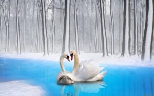 Swans Couple Birds Loyalty Desktop Wallpapers