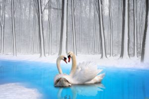 Swans Couple Birds Loyalty Desktop Wallpapers