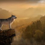 Wolf Light Forest Wild Calm Peace Desktop Wallpapers