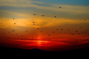 Sunset With Birds Desktop Wallpaper