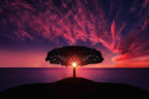 Tree Sunset Desktop Wallpaper