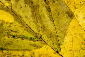Abstract Autumn Bright Close Up Desktop Wallpapers