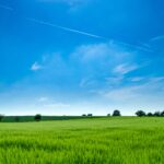 Green Grass Field and Green Tress during Day Time Desktop Wallpapers