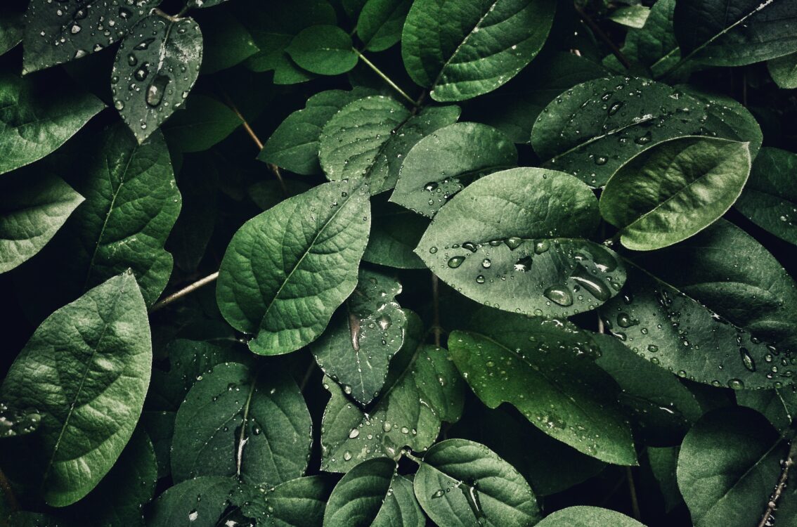 Leaves With Droplets Desktop Wallpapers - Computer Background Images
