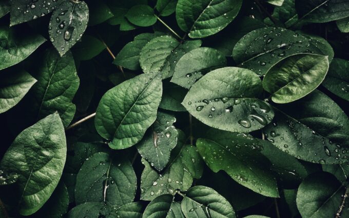 Leaves With Droplets Desktop Wallpapers