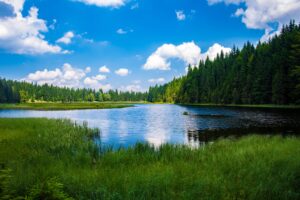 Scenic View of Lake in Forest Desktop Wallpapers